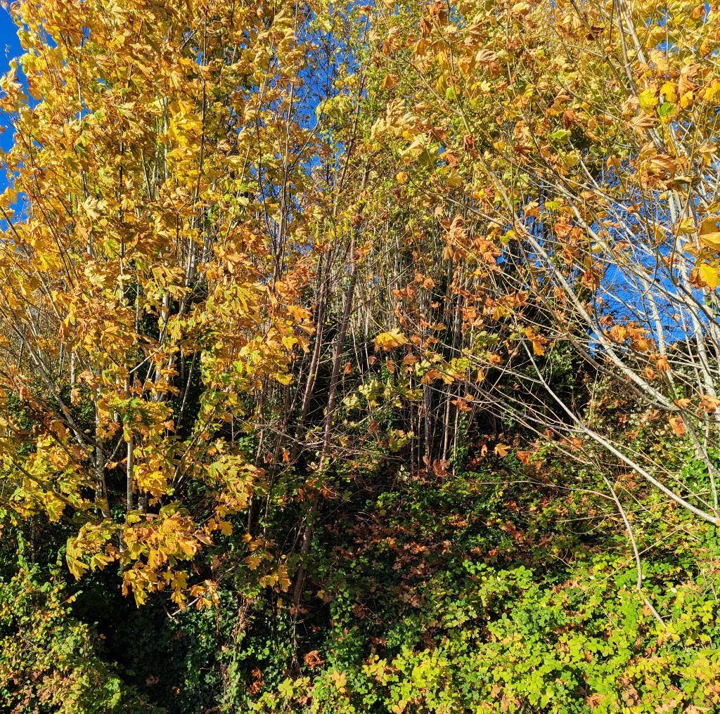 Yellow Leaves 2.jpg