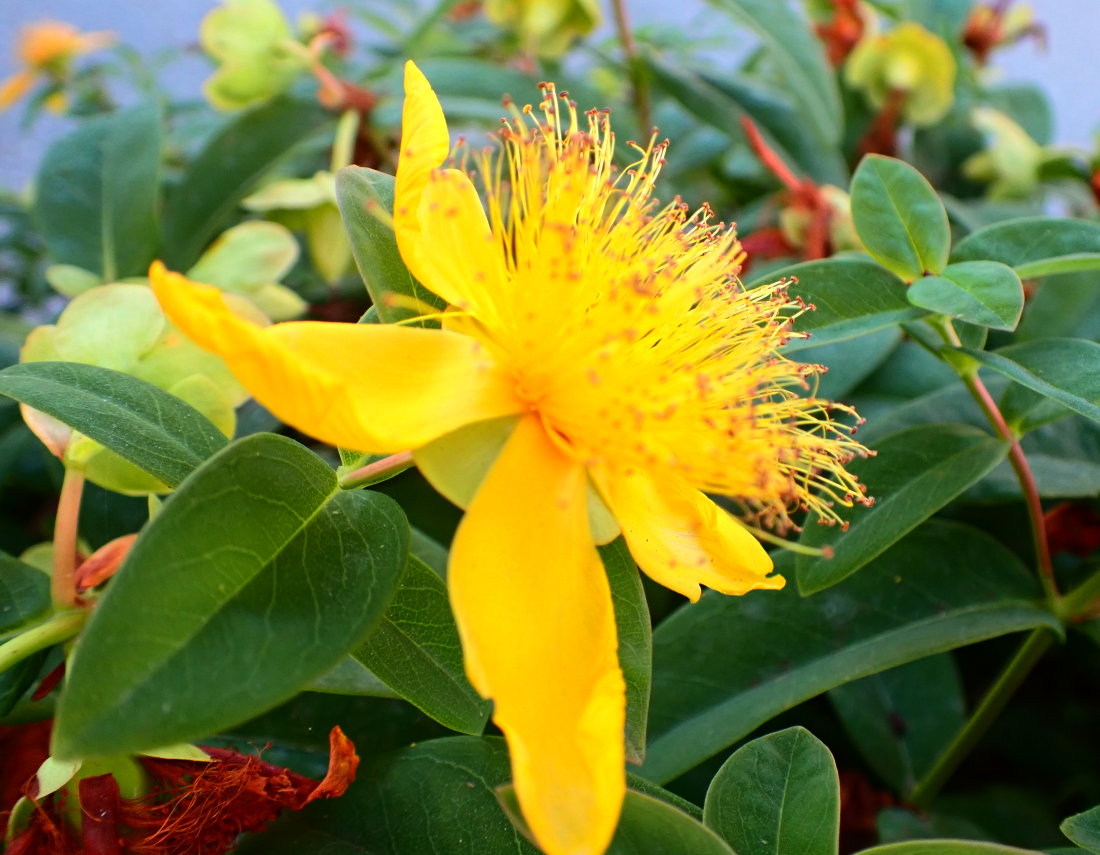 YellowFlower (2).jpg