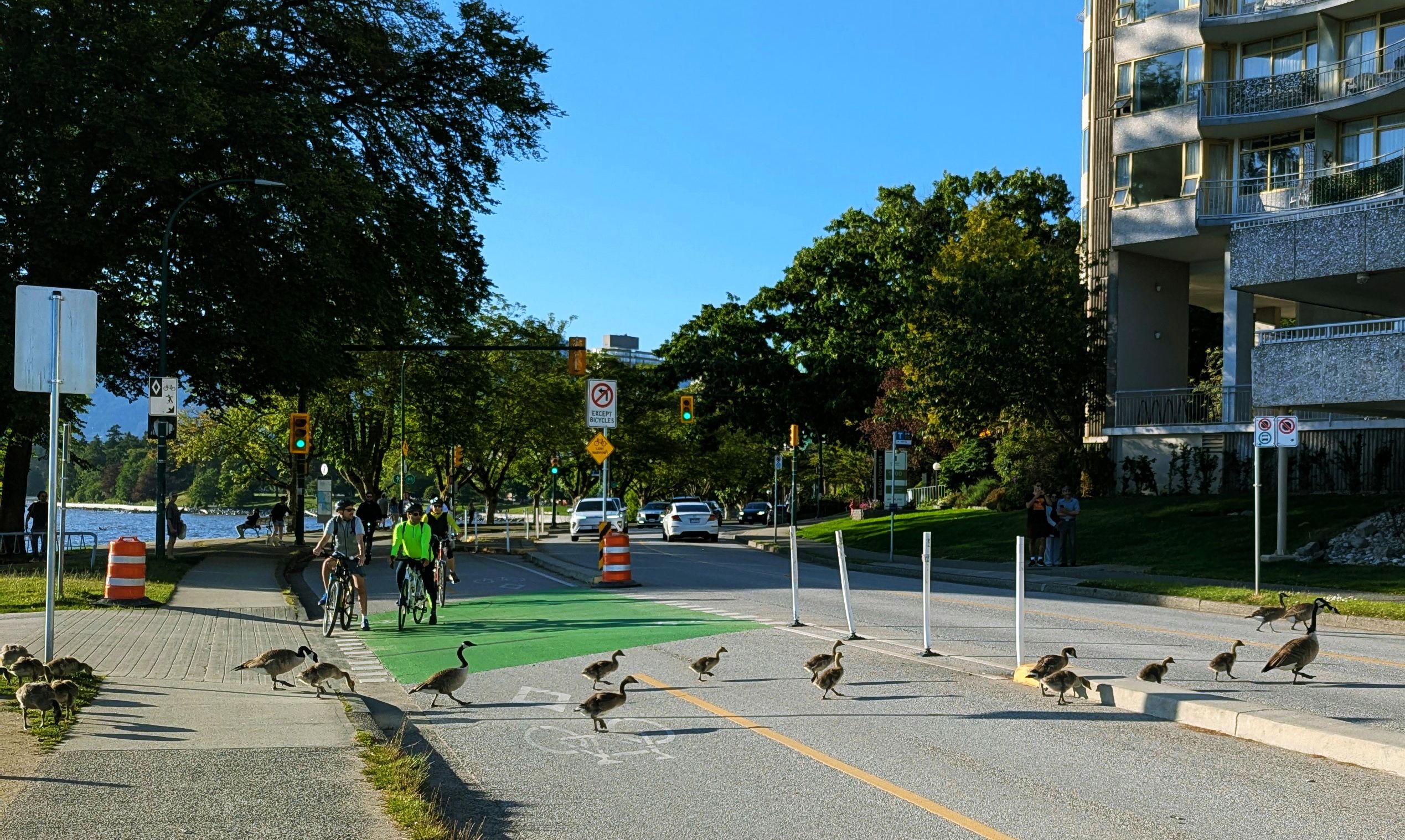 Canada Geese Crossing St03.jpg