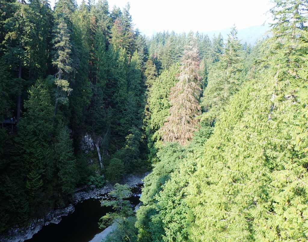 Capilano First Section02.jpg