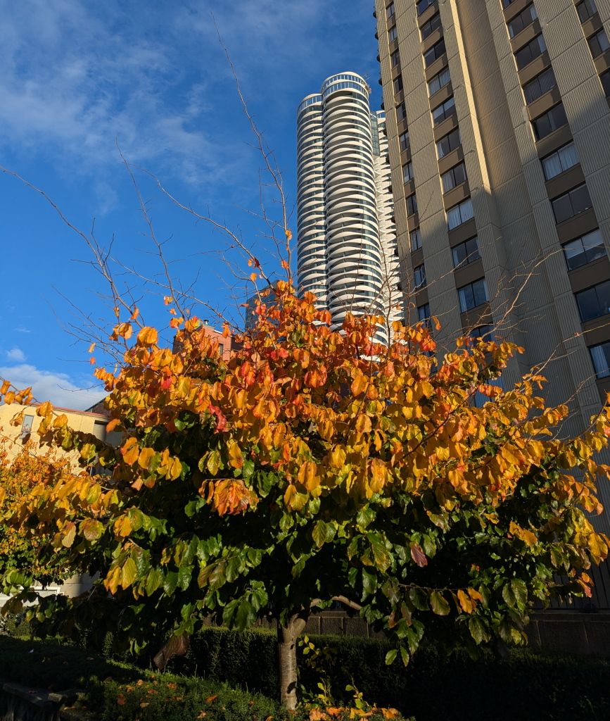 West_Neighbourhood_Fall02.jpg
