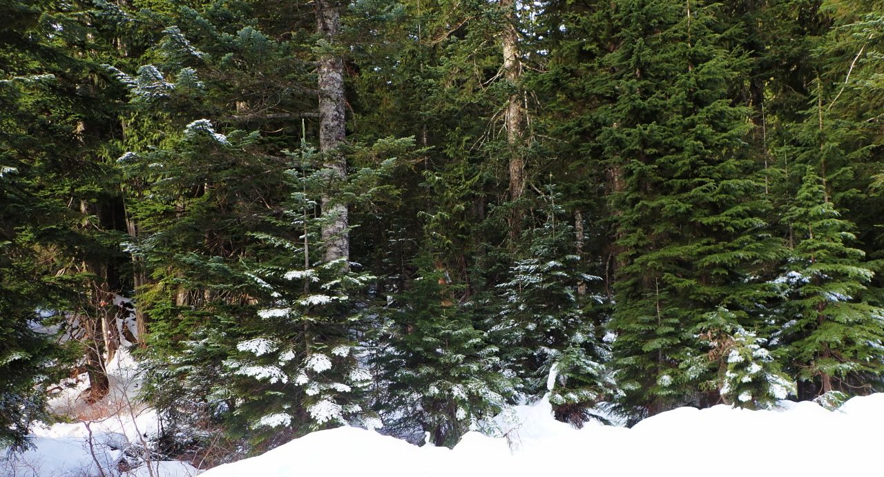Snowy_MountainP1180005.jpg/