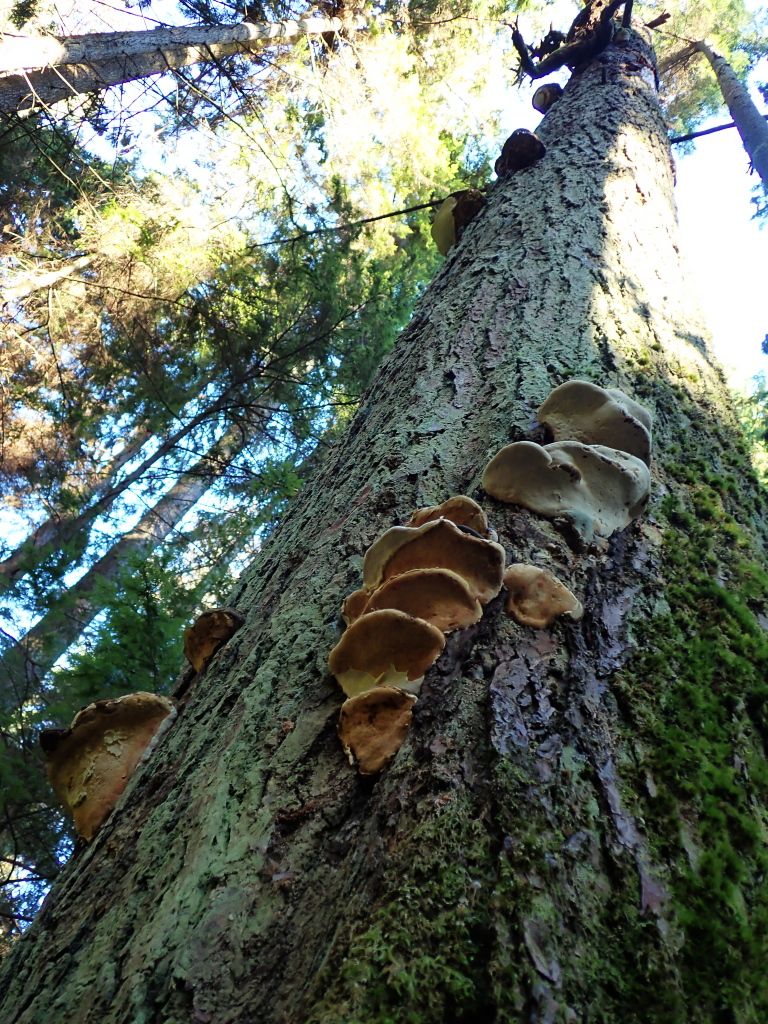 SP_Hike_Fungi13.jpg