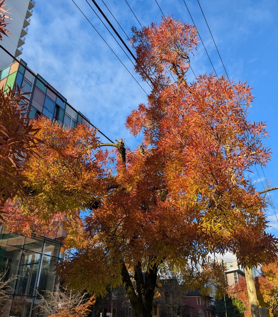 West_Neighbourhood_Fall01.jpg