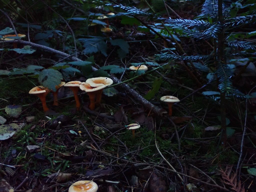 SP_Hike_Fungi10.jpg