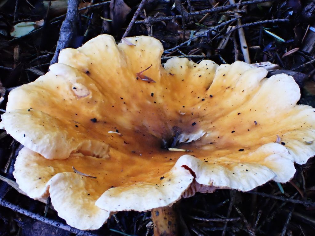 SP_Hike_Fungi07.jpg