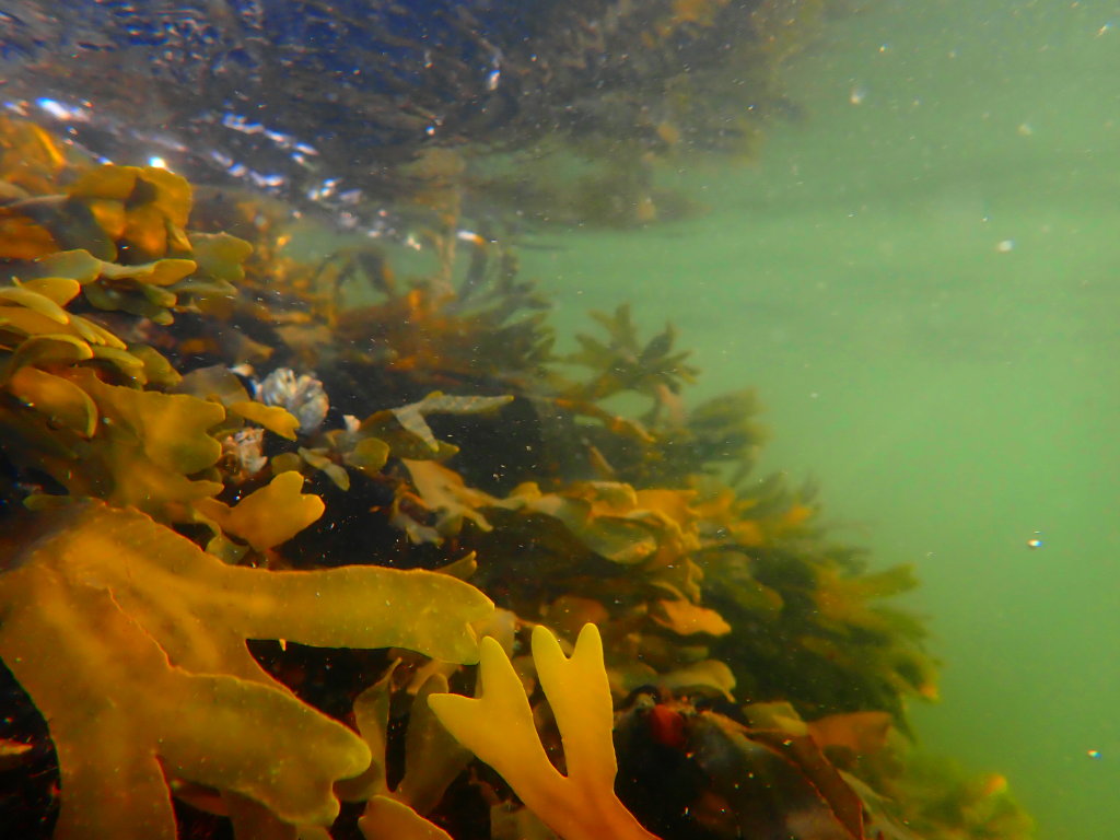 OceanLifeSummer0003.jpg