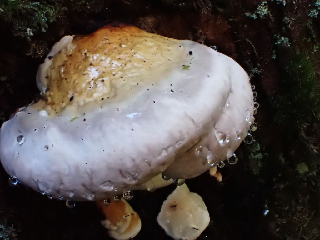 SP_Hike_Fungi16.jpg