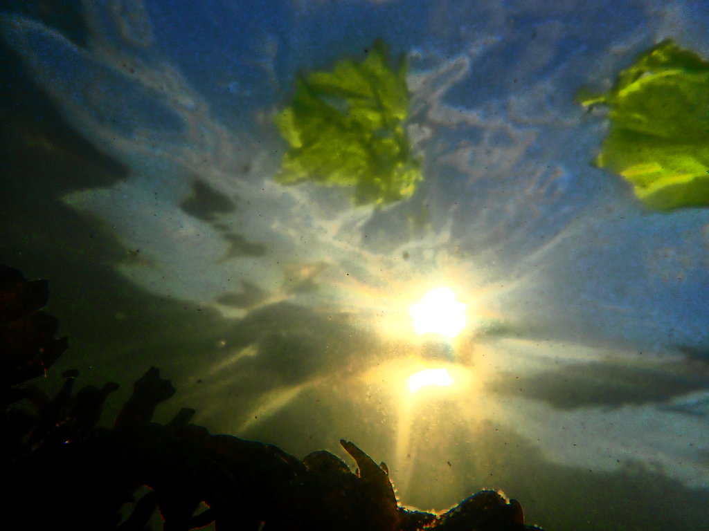 OceanLifeSummer0006.jpg