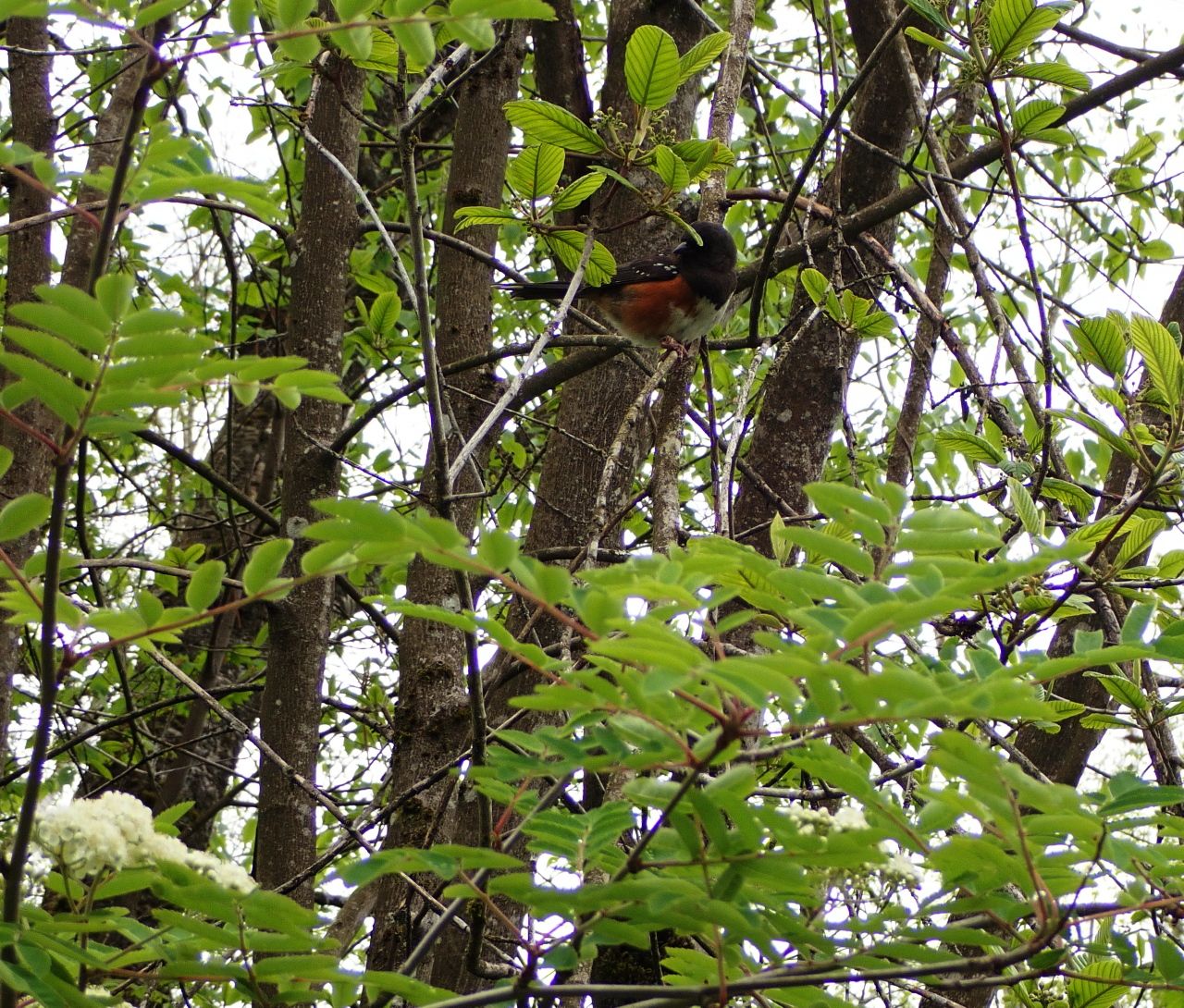 Dark_Eyed_Juncos0002.jpg