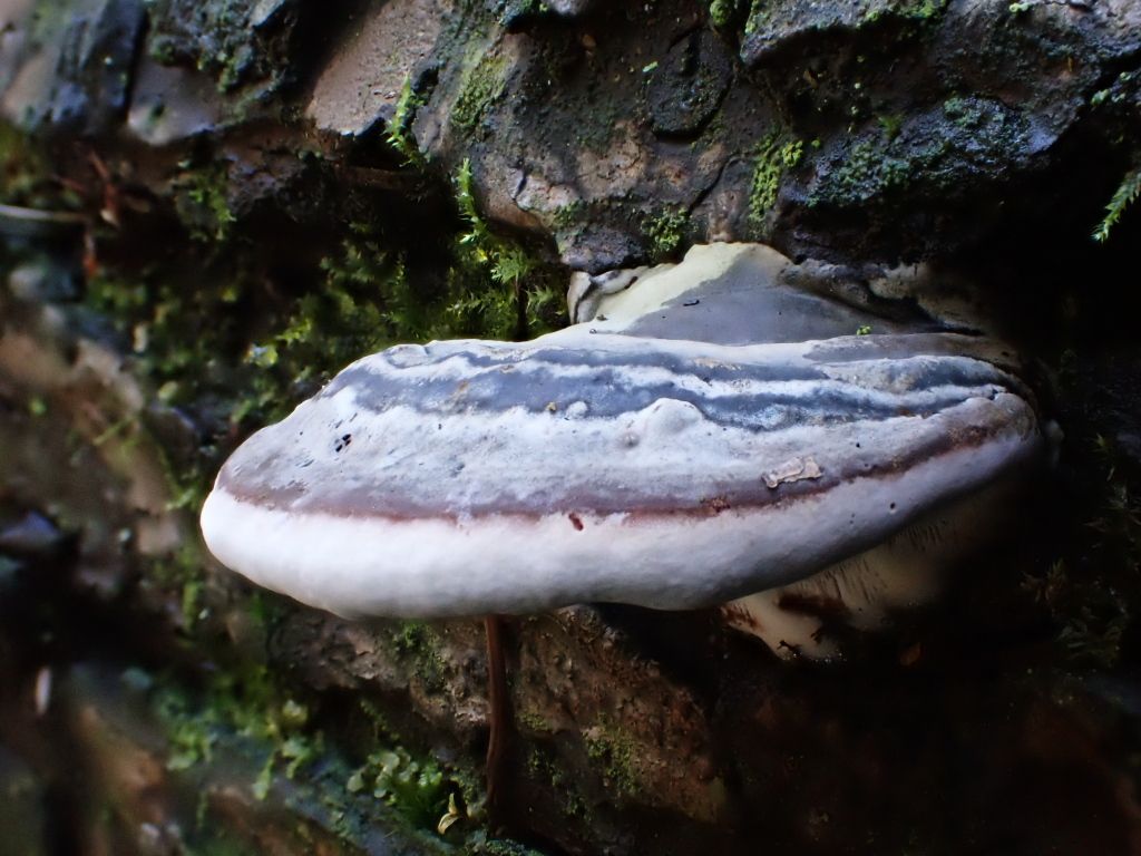 SP_Hike_Fungi20.jpg