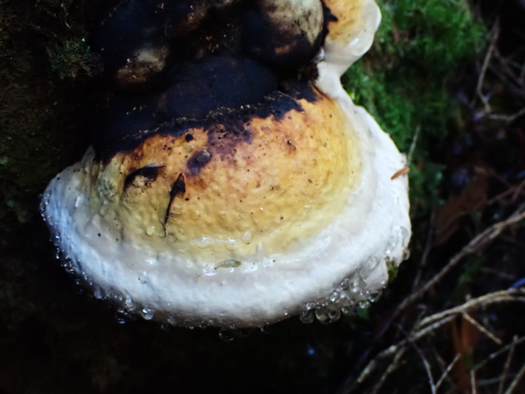 SP_Hike_Fungi17.jpg