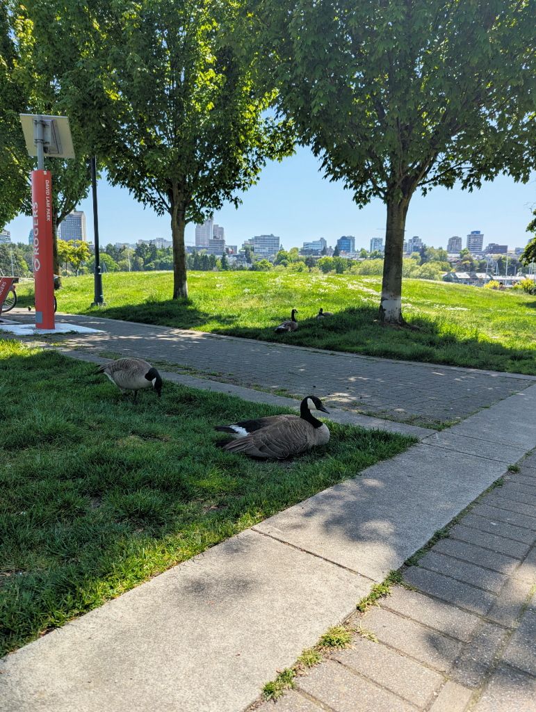 Canada Geese False Creek01.jpg