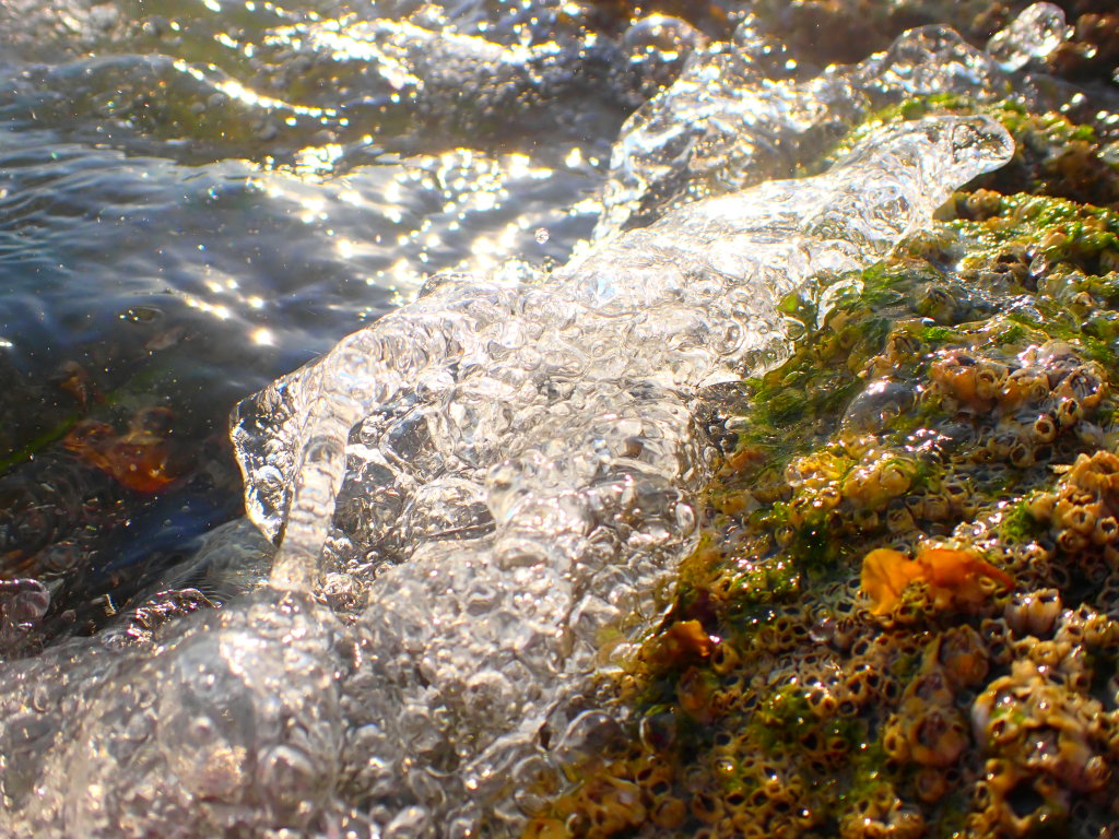 OceanLifeSummer0014.jpg