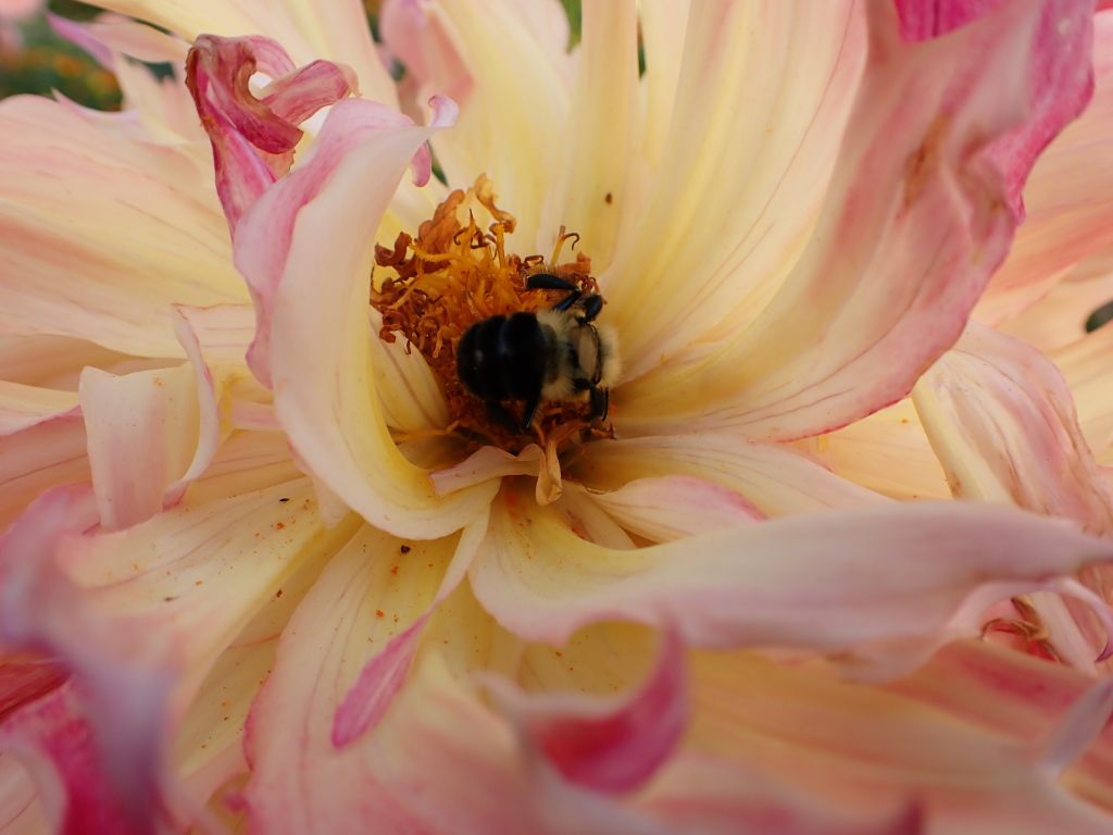 Pollinating Bee02.jpg