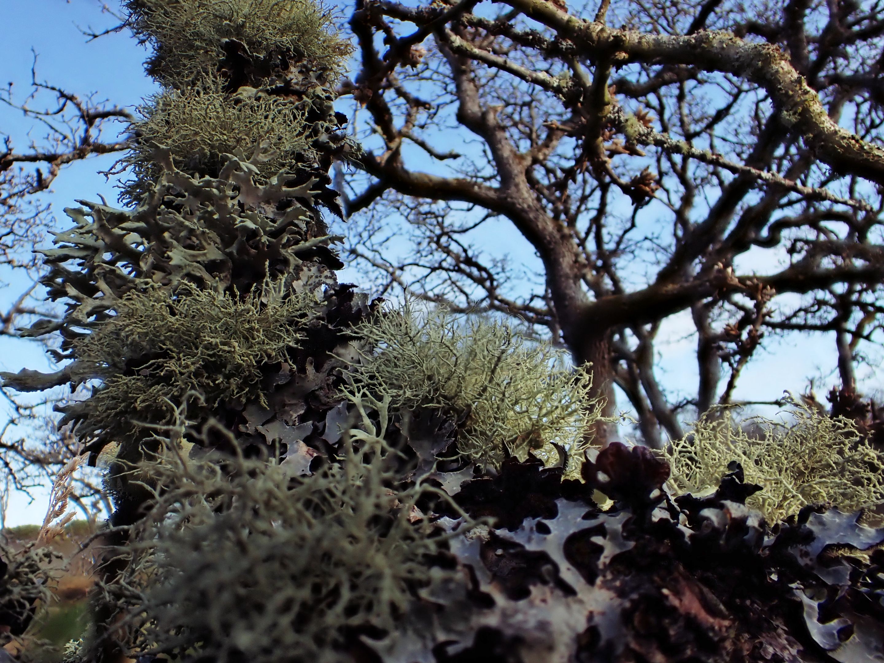 mossy_2.jpg