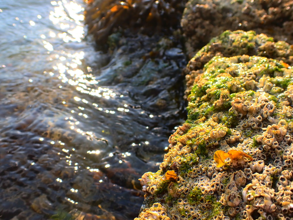 OceanLifeSummer0015.jpg