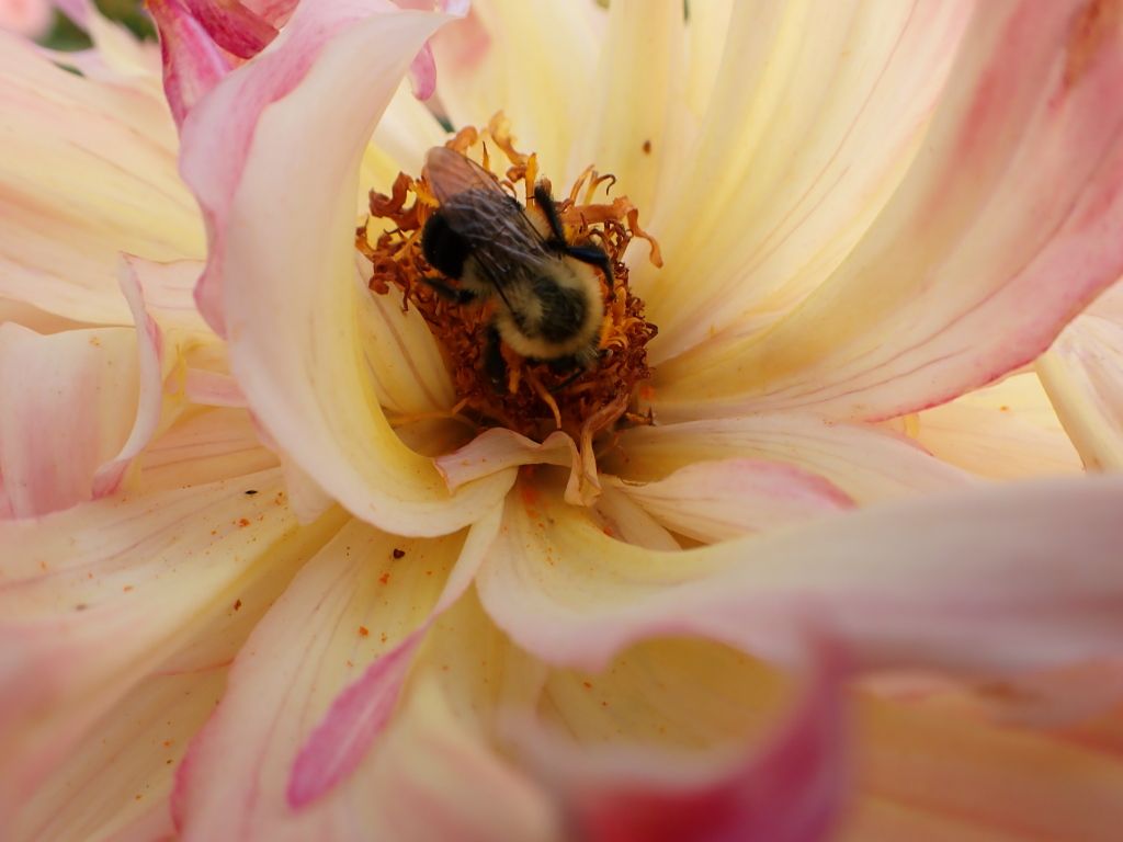 Pollinating Bee01.jpg