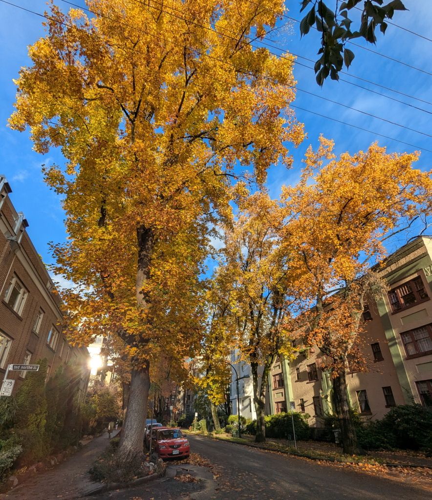 West_Neighbourhood_Fall13.jpg