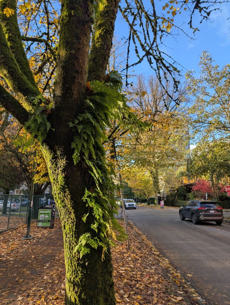 West_Neighbourhood_Fall08.jpg