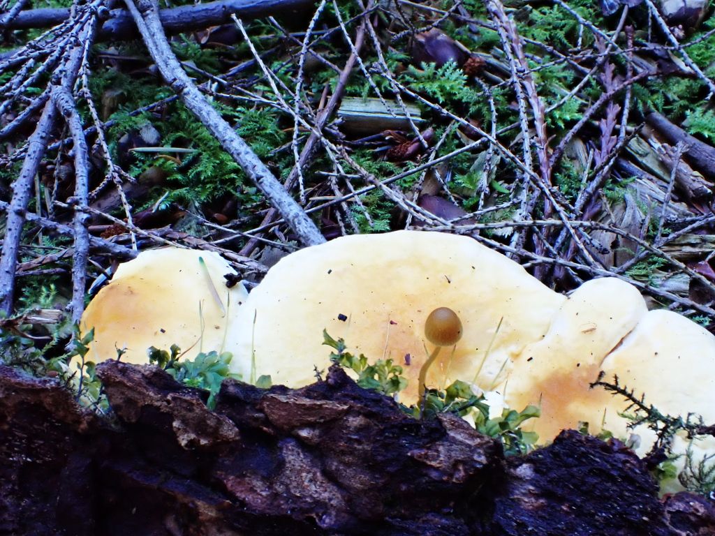 SP_Hike_Fungi05.jpg