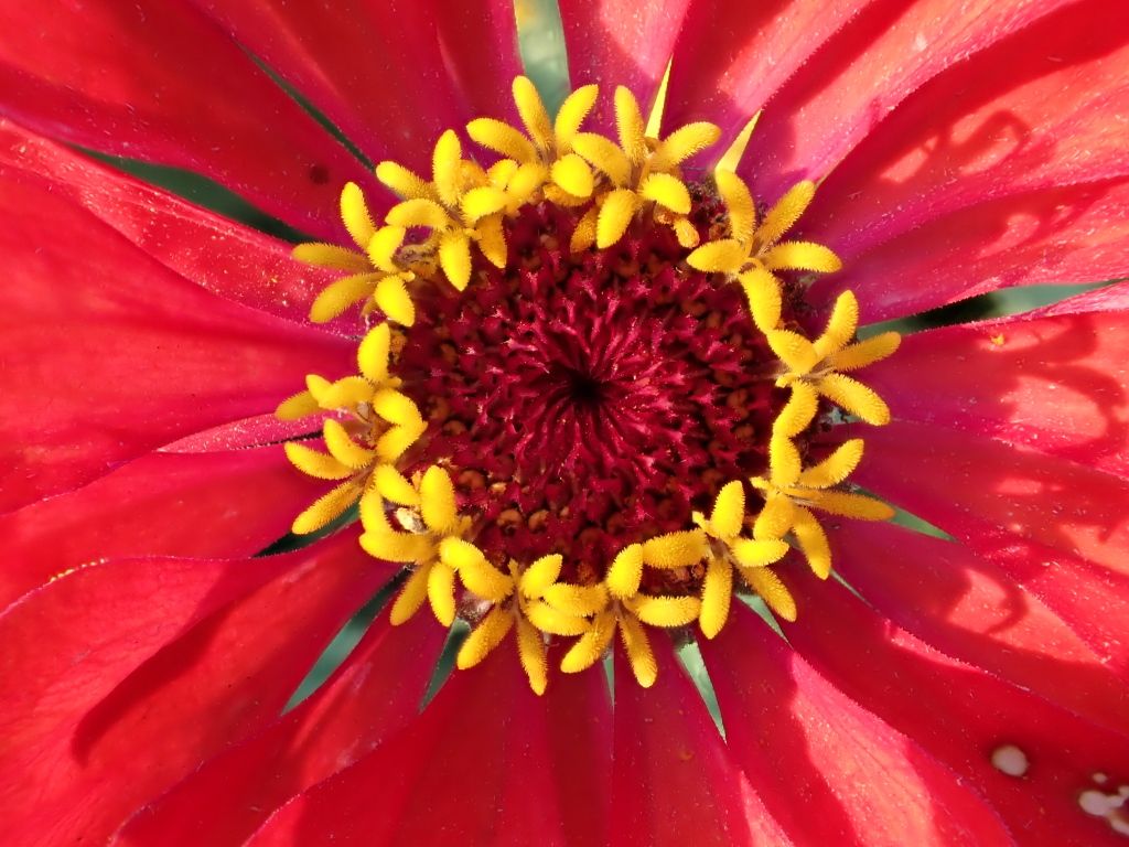 Flowers in Richmond01.jpg