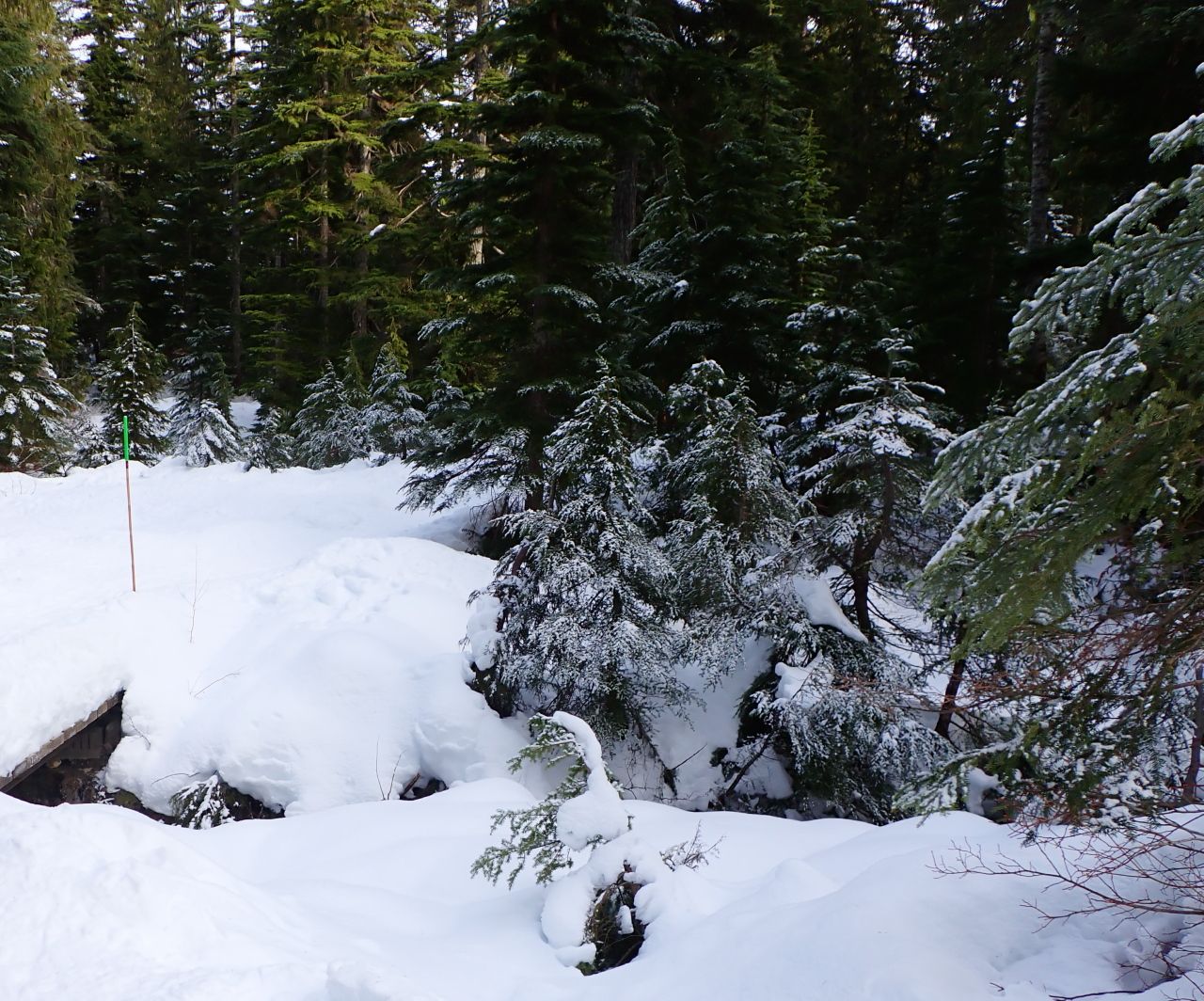Snowy_MountainP1180003.jpg/