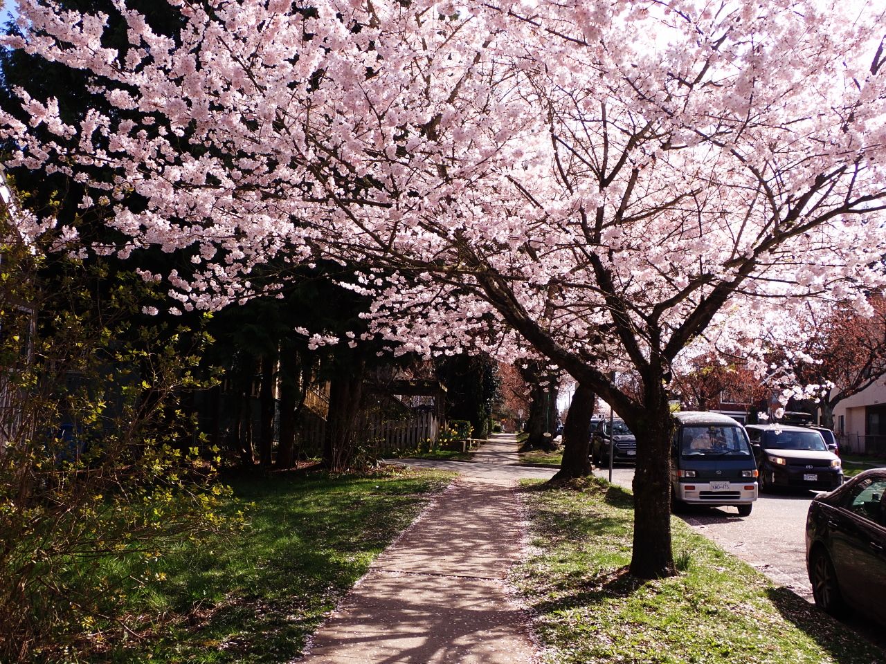 Cherry_Blossoms_Main0009.jpg