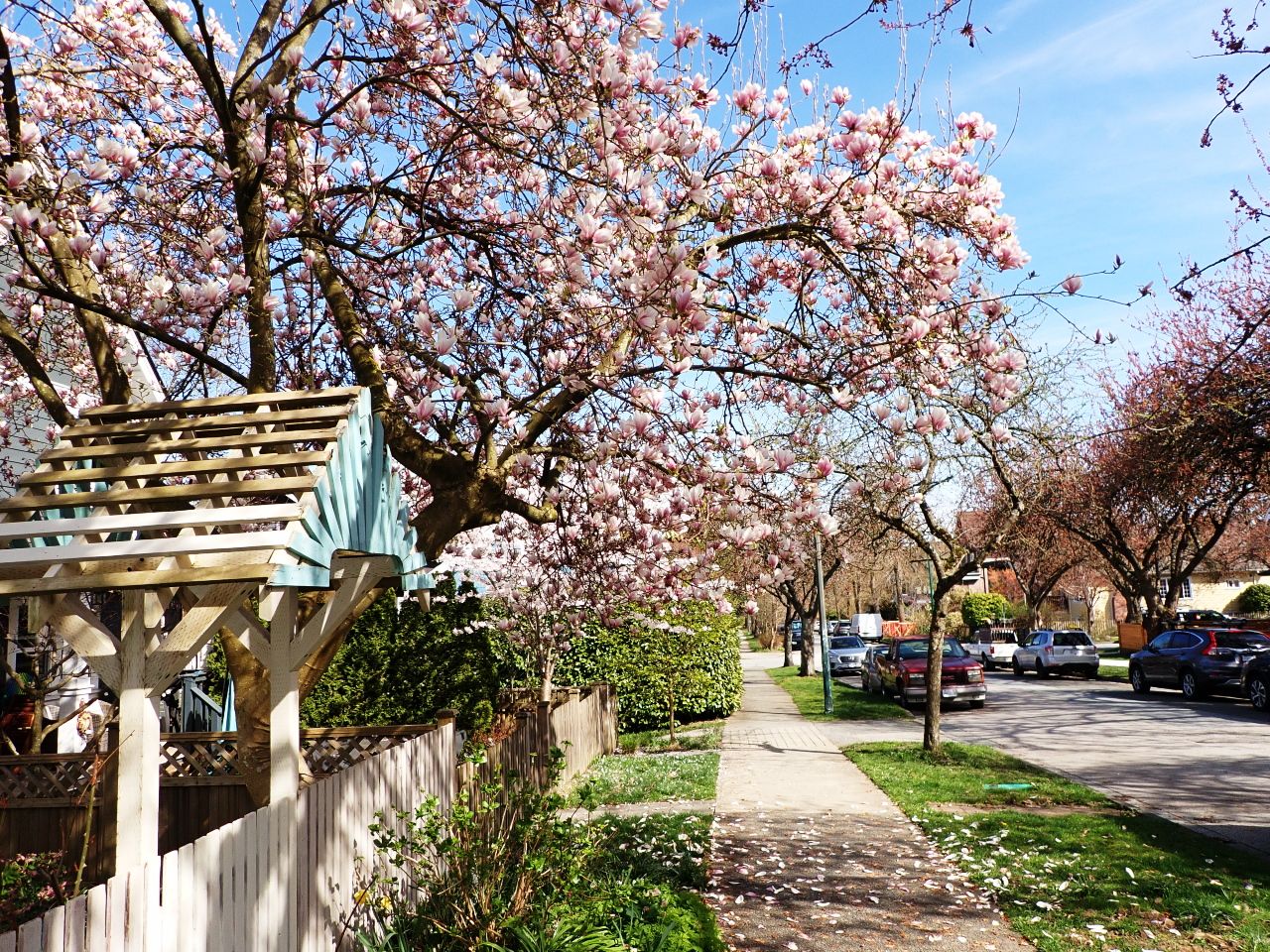 Cherry_Blossoms_Main0004.jpg