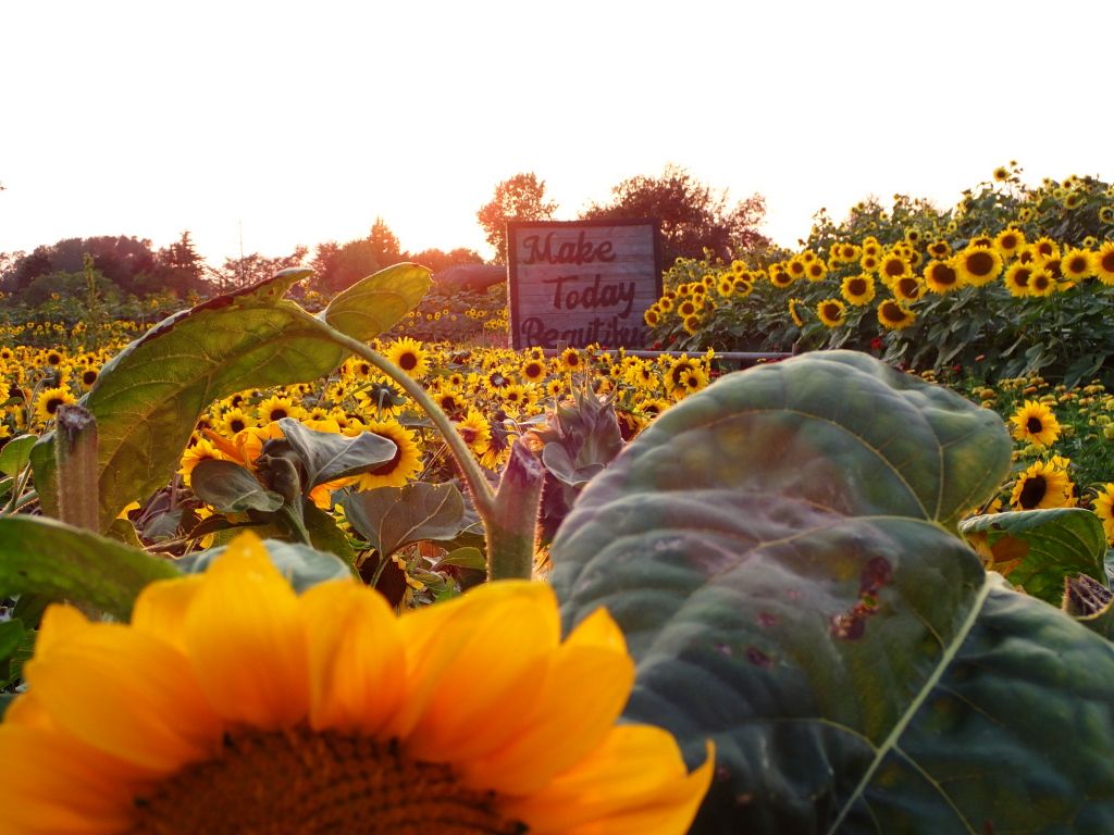 Sunflower Fields30.jpg