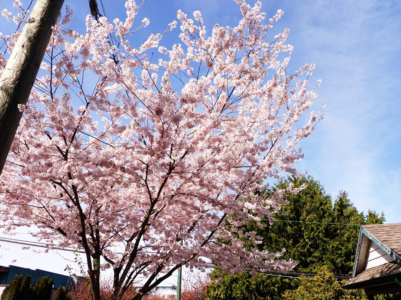 Cherry_Blossoms_Main0007.jpg