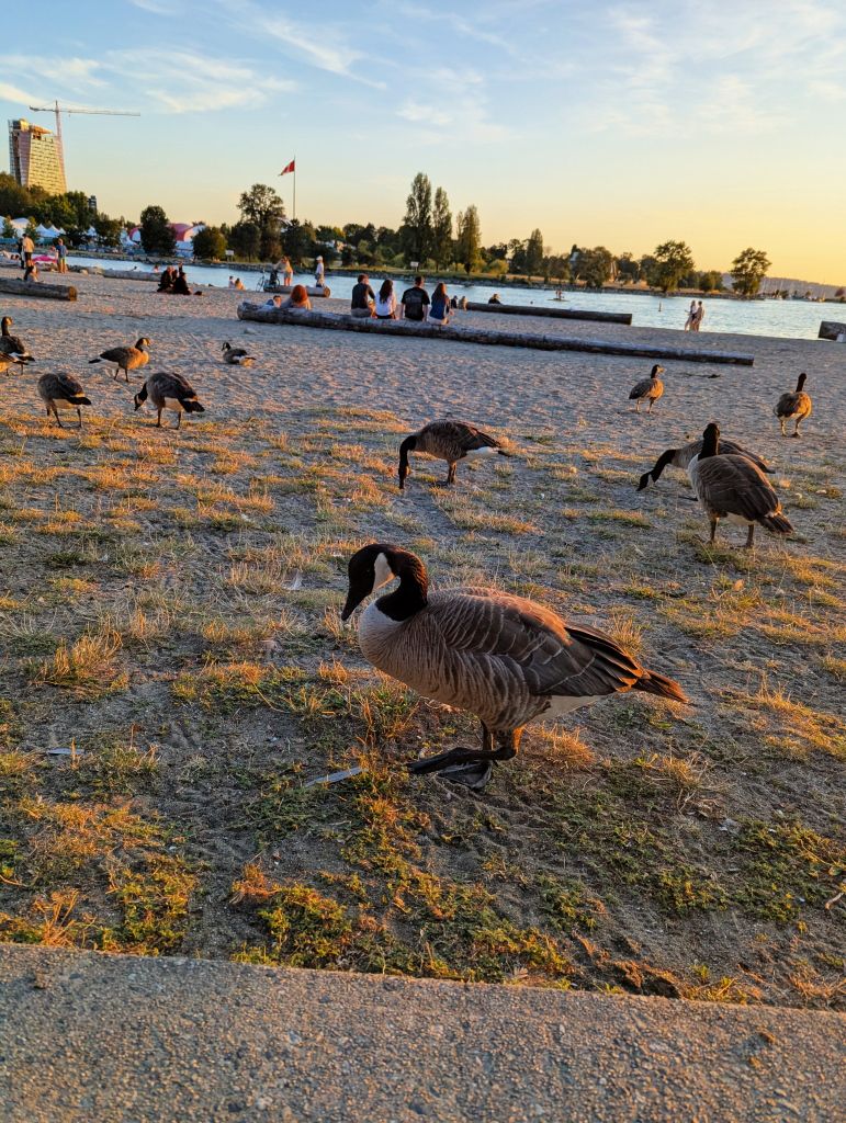 Sunset Geese.jpg
