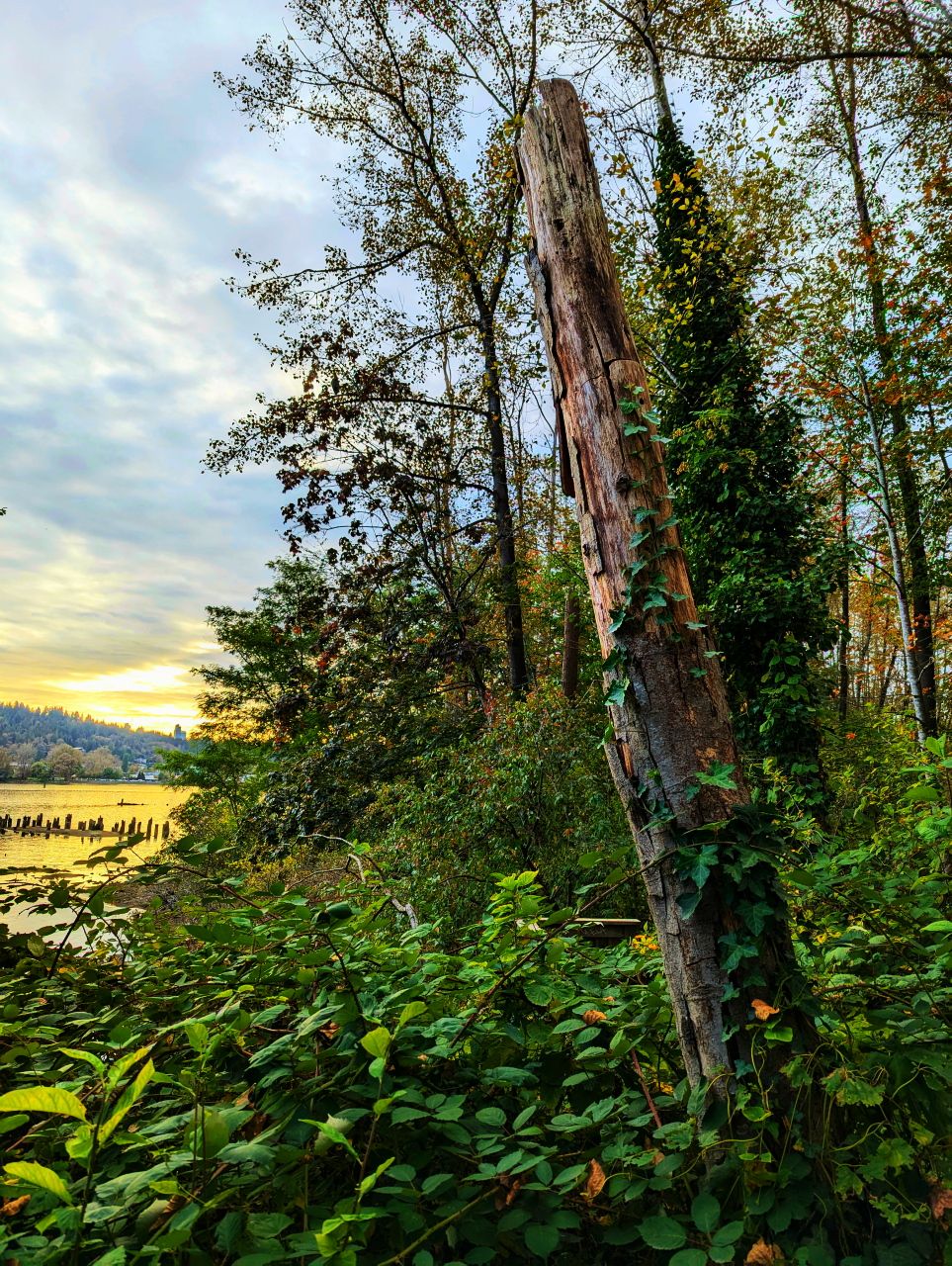 Trail_Hike_BurnabyPXL_20240930_235626634.jpg