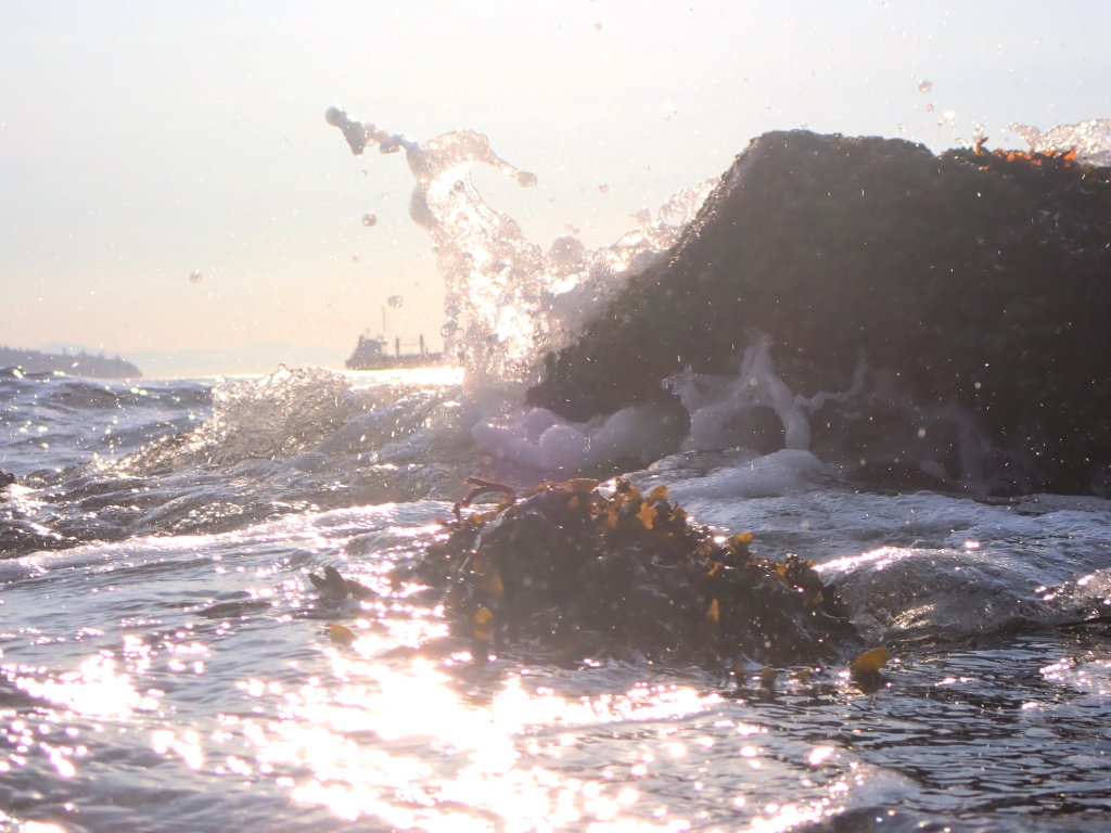 OceanLifeSummer0012.jpg
