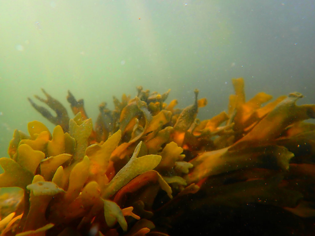 OceanLifeSummer0005.jpg