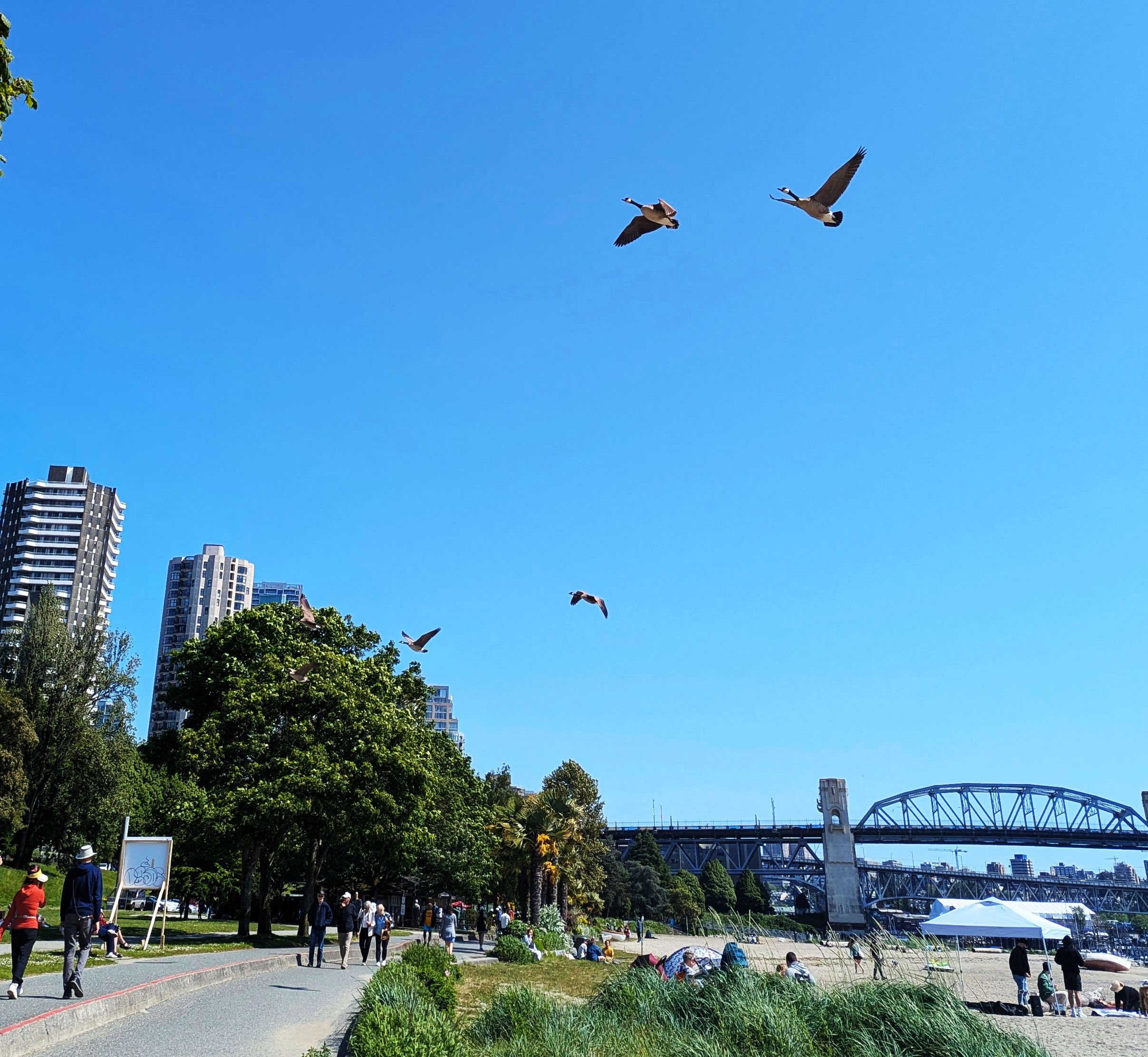 Canada Geese Flying.jpg