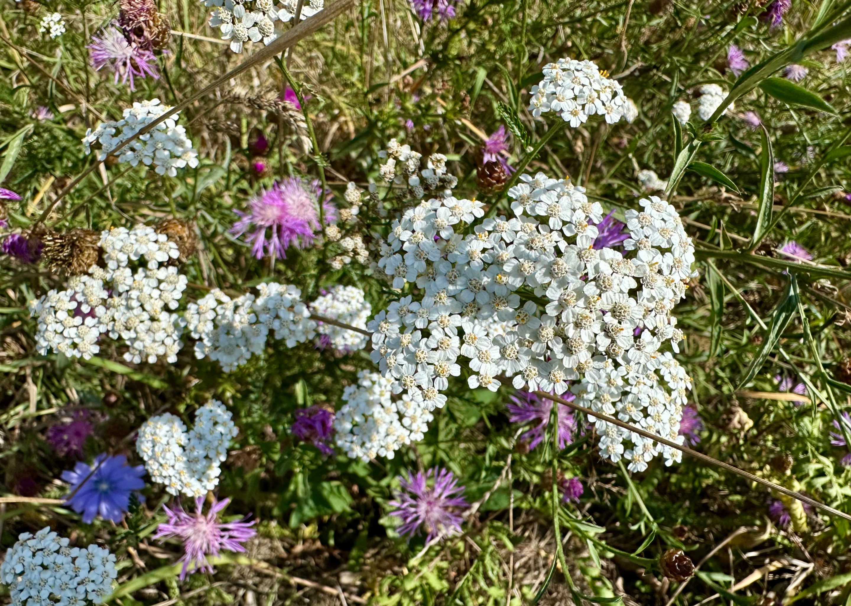 IMG_2753.jpeg