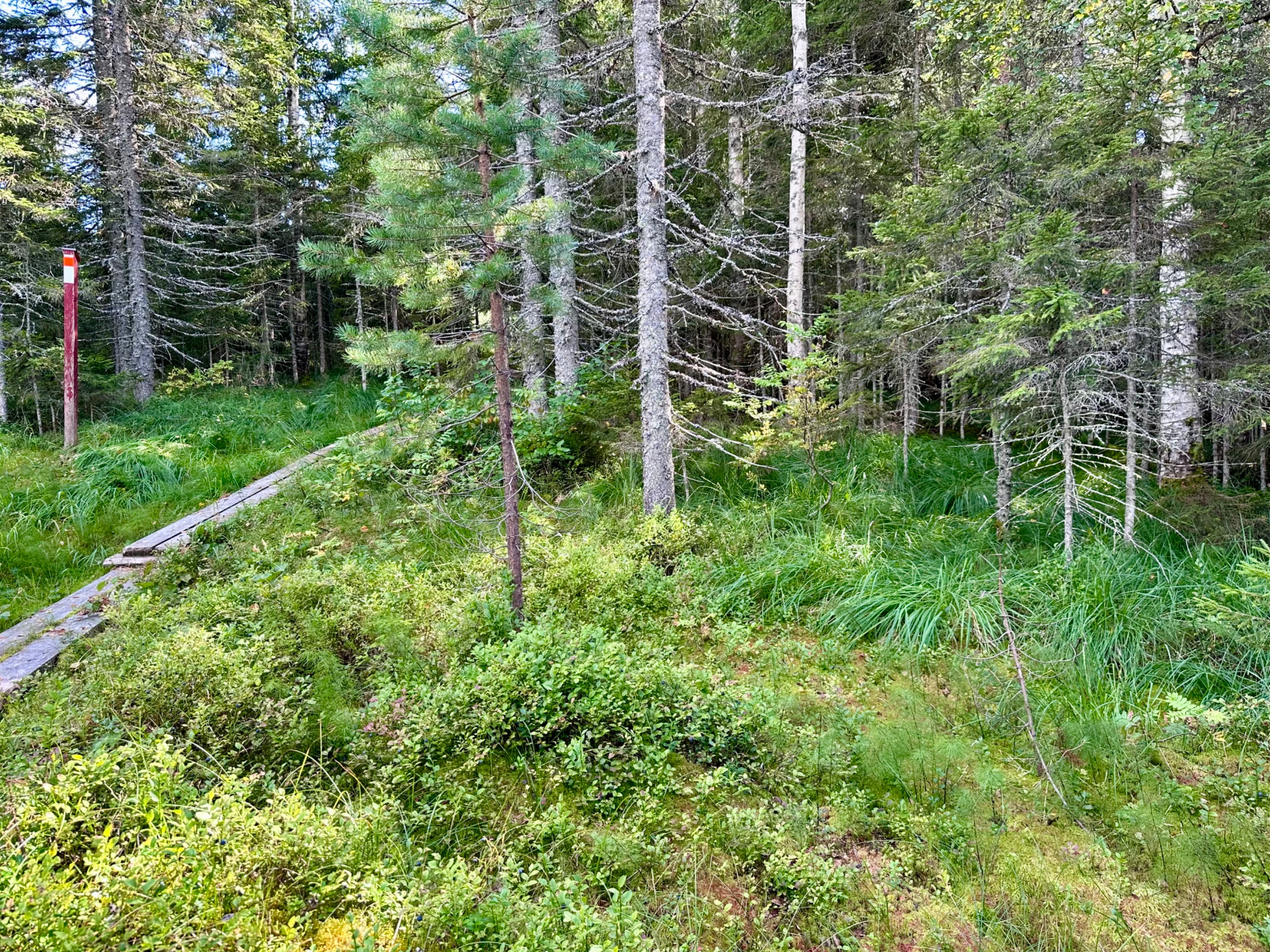 Tavelsjö