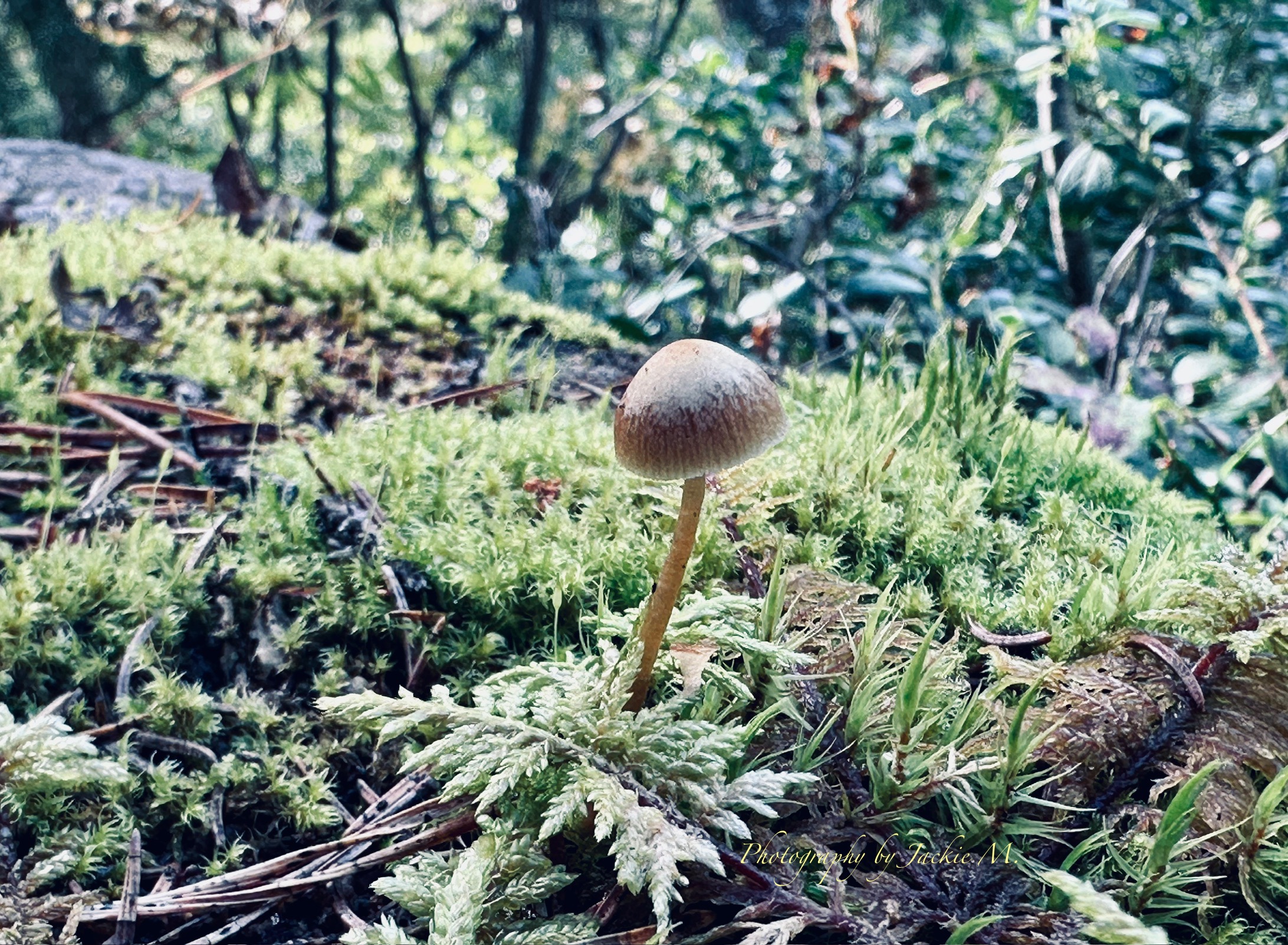 little mushroom