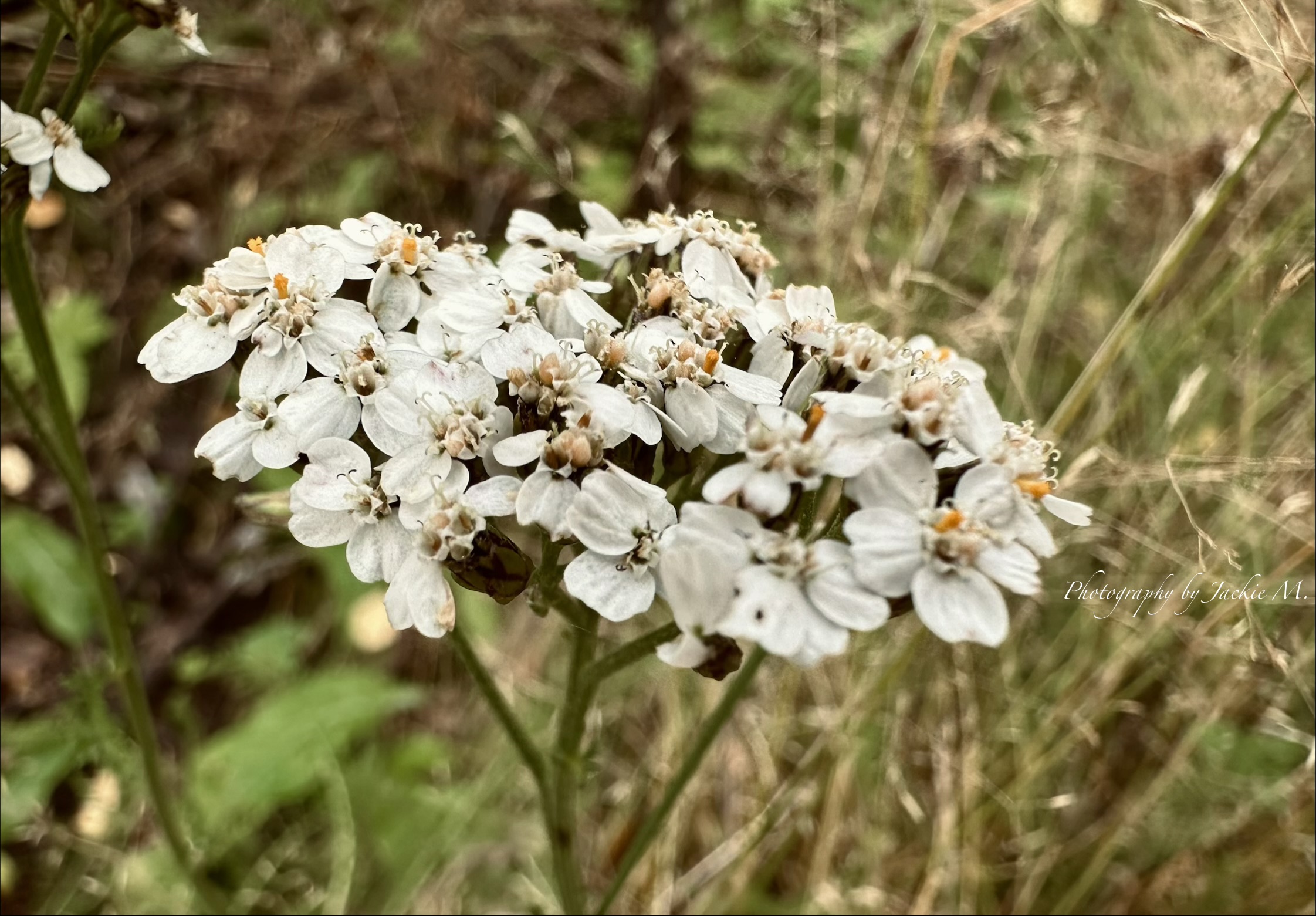 IMG_3877.jpeg
