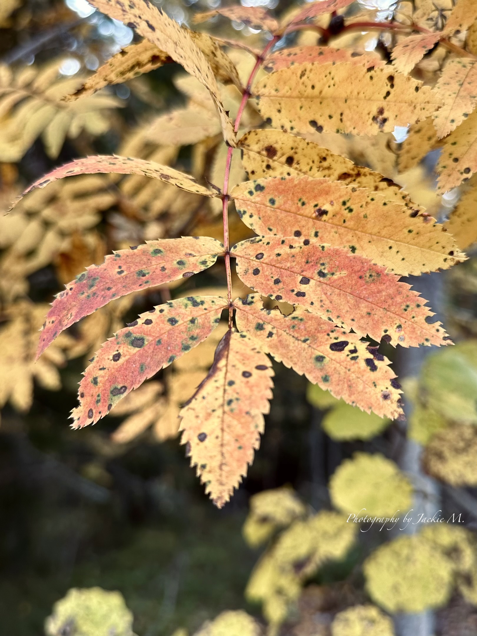 IMG_3869.jpeg