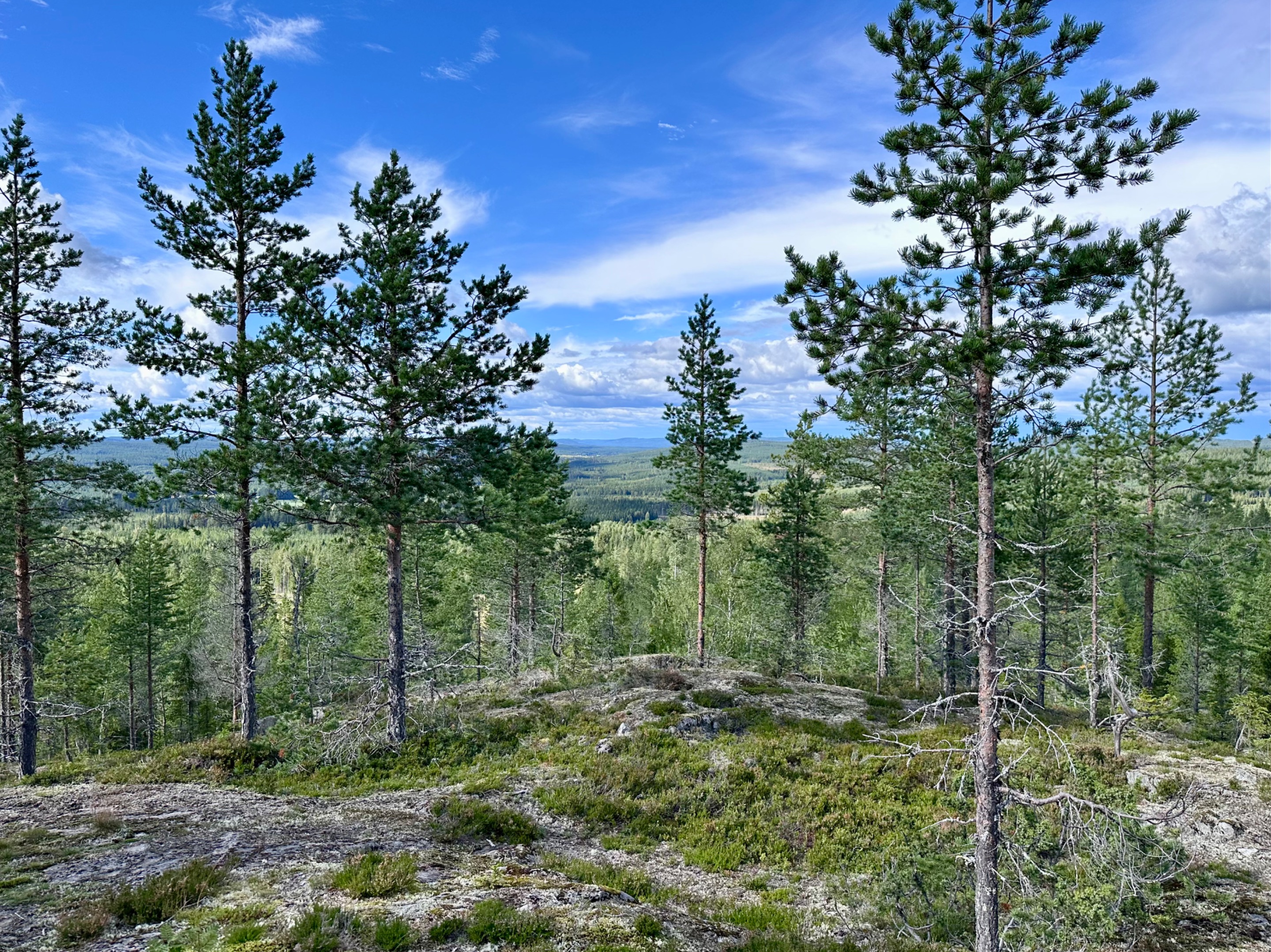Tavelsjö