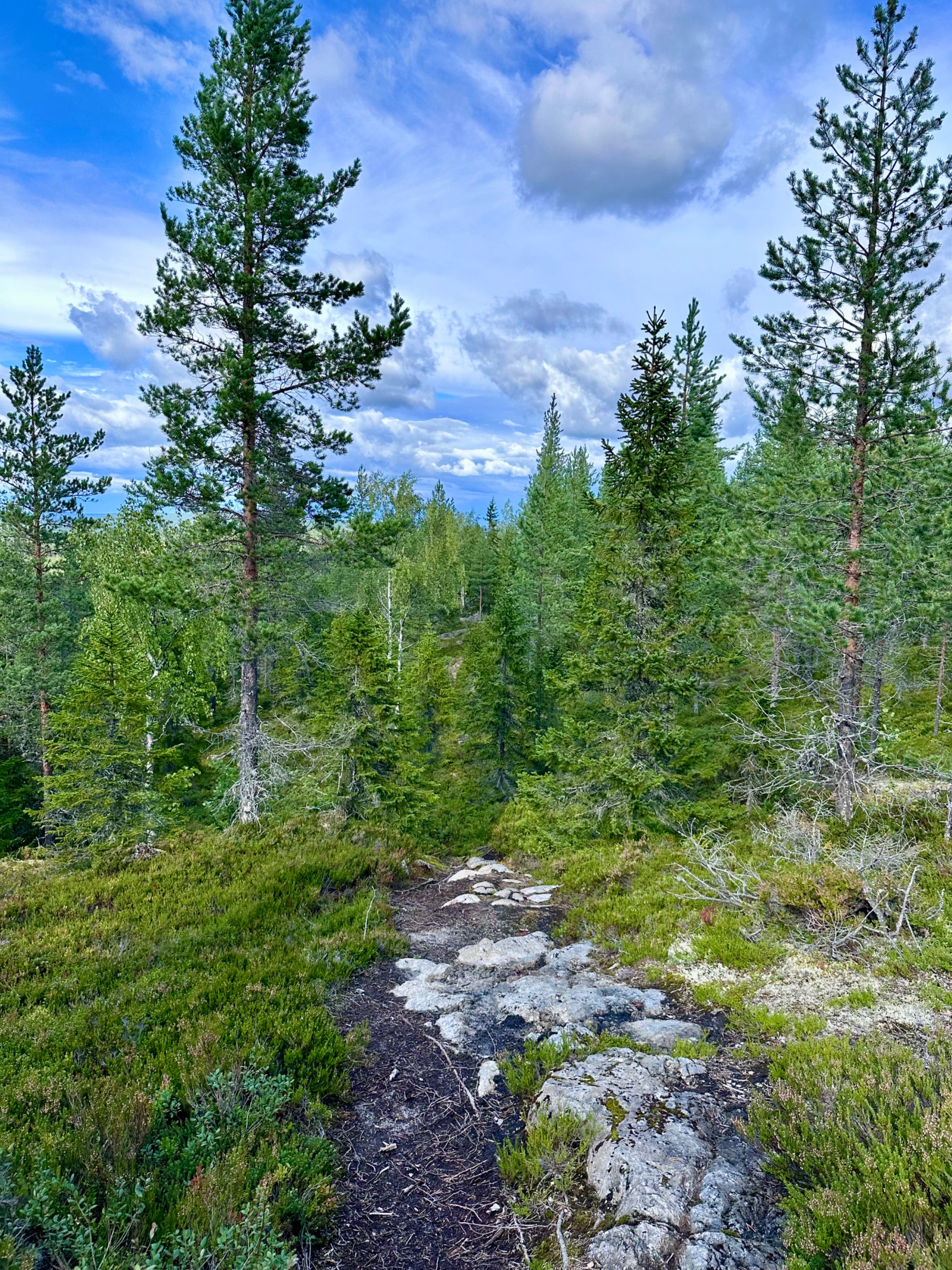 Tavelsjö