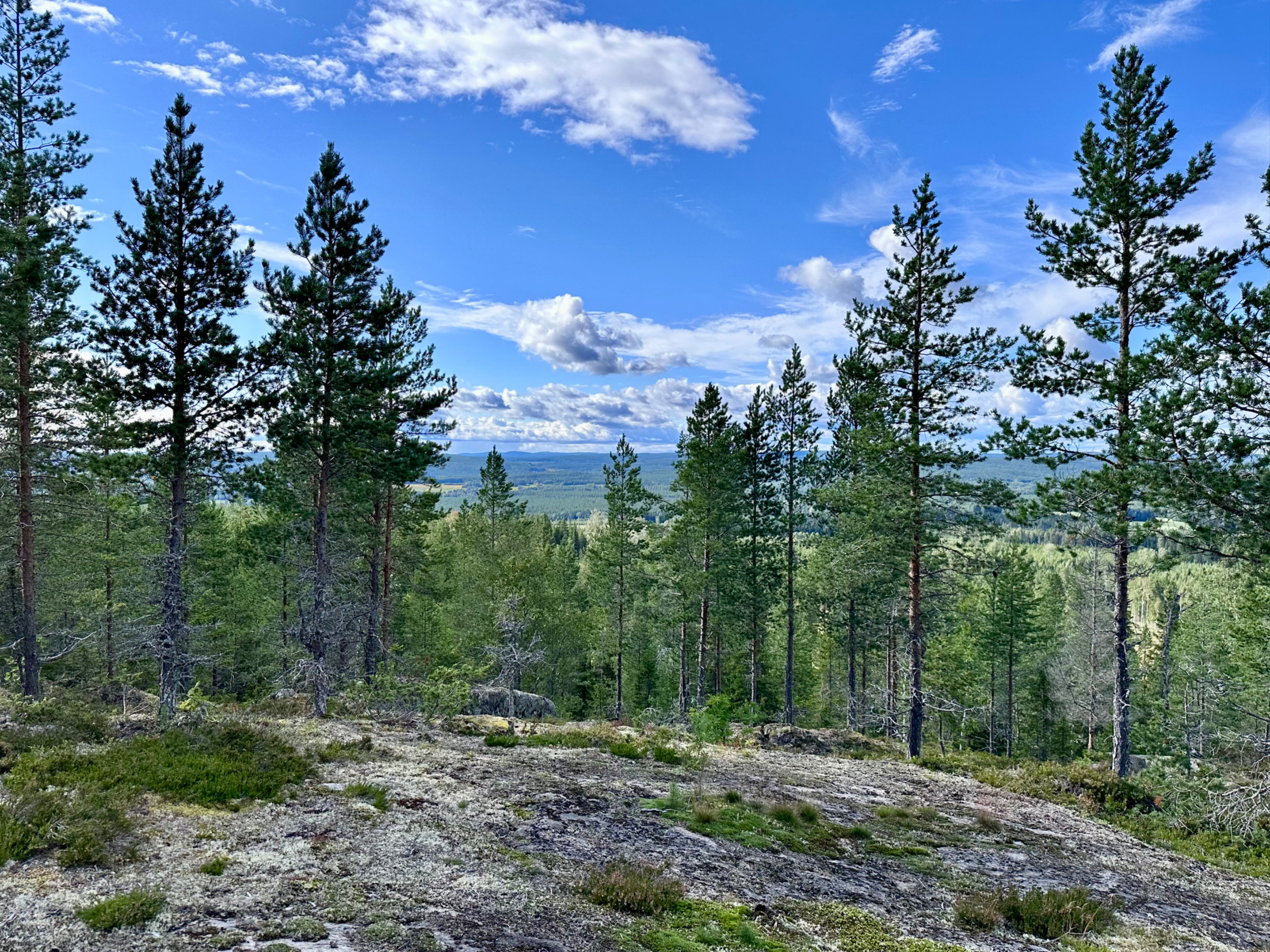 Tavelsjö