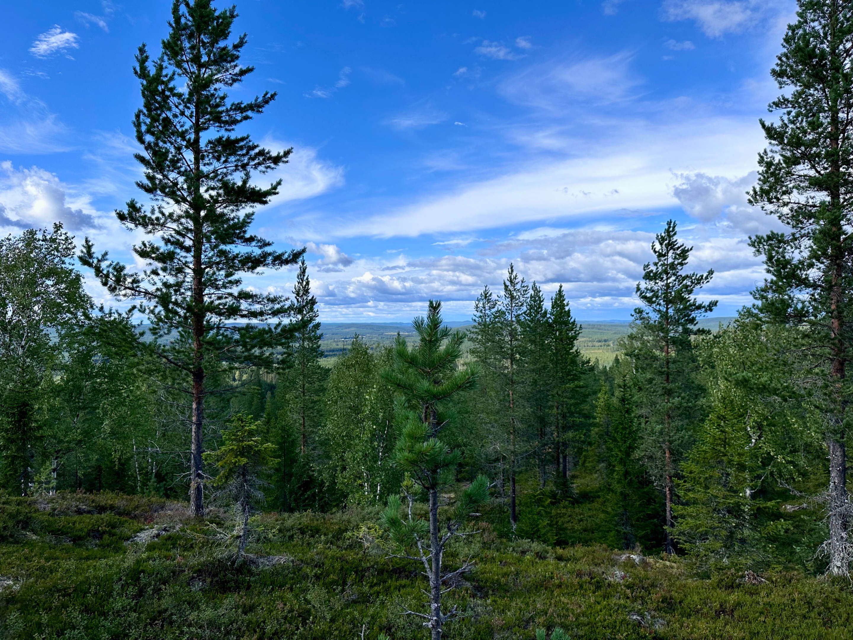 Tavelsjö