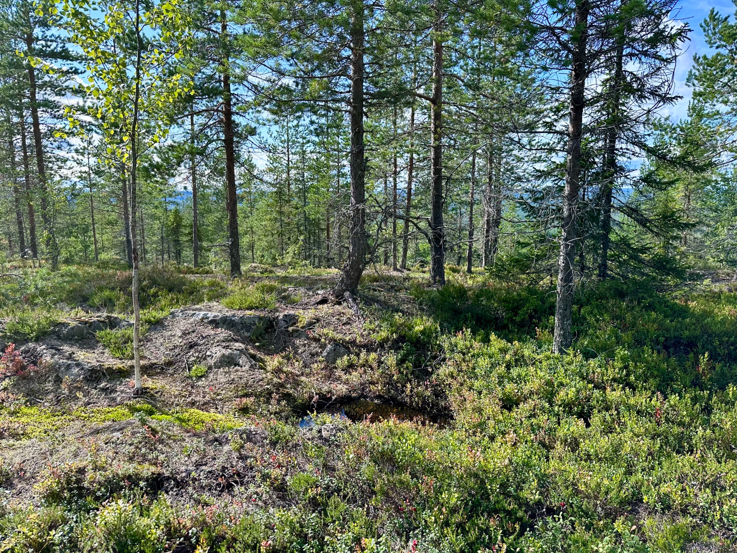 Tavelsjö