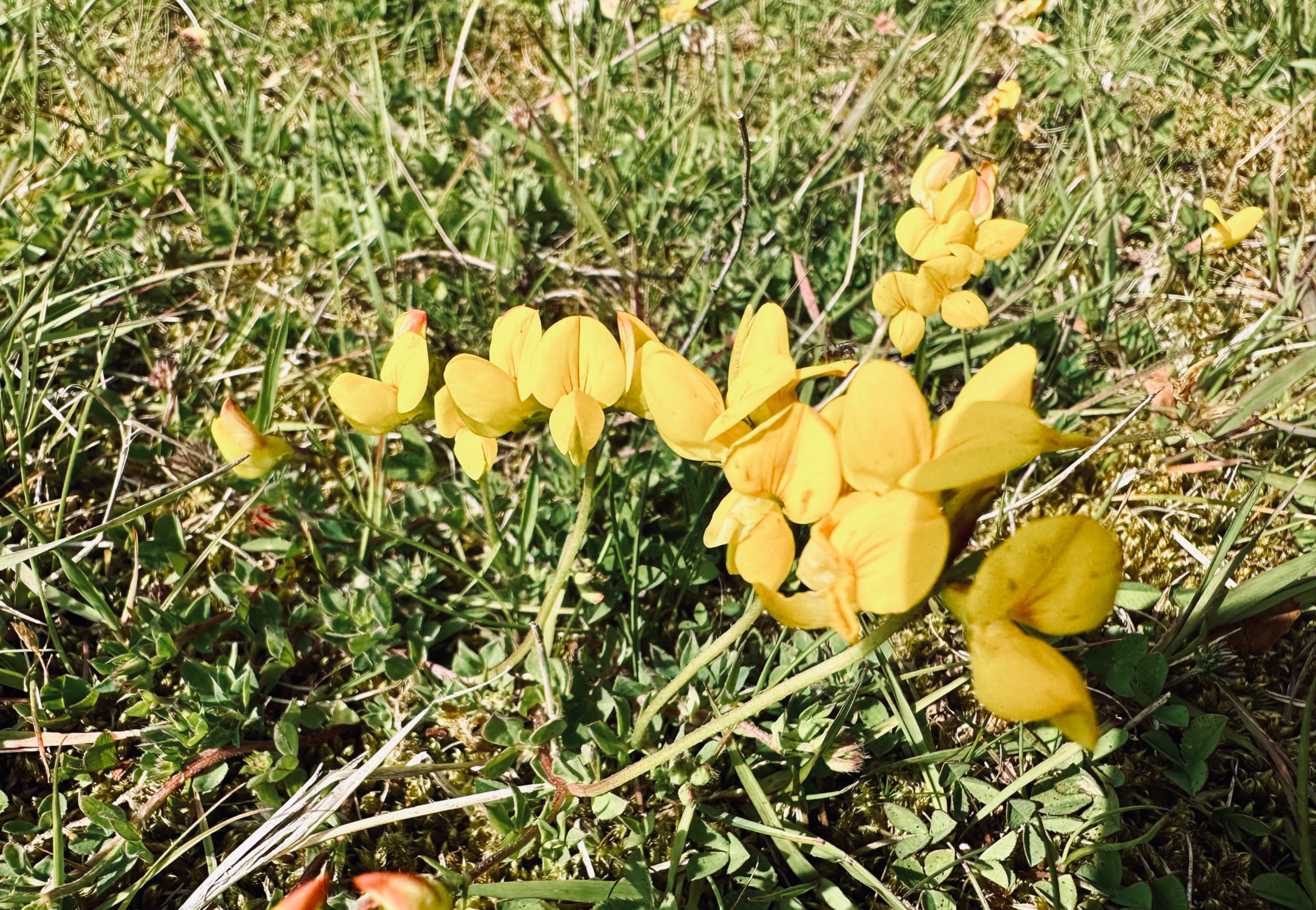 IMG_0288.jpeg