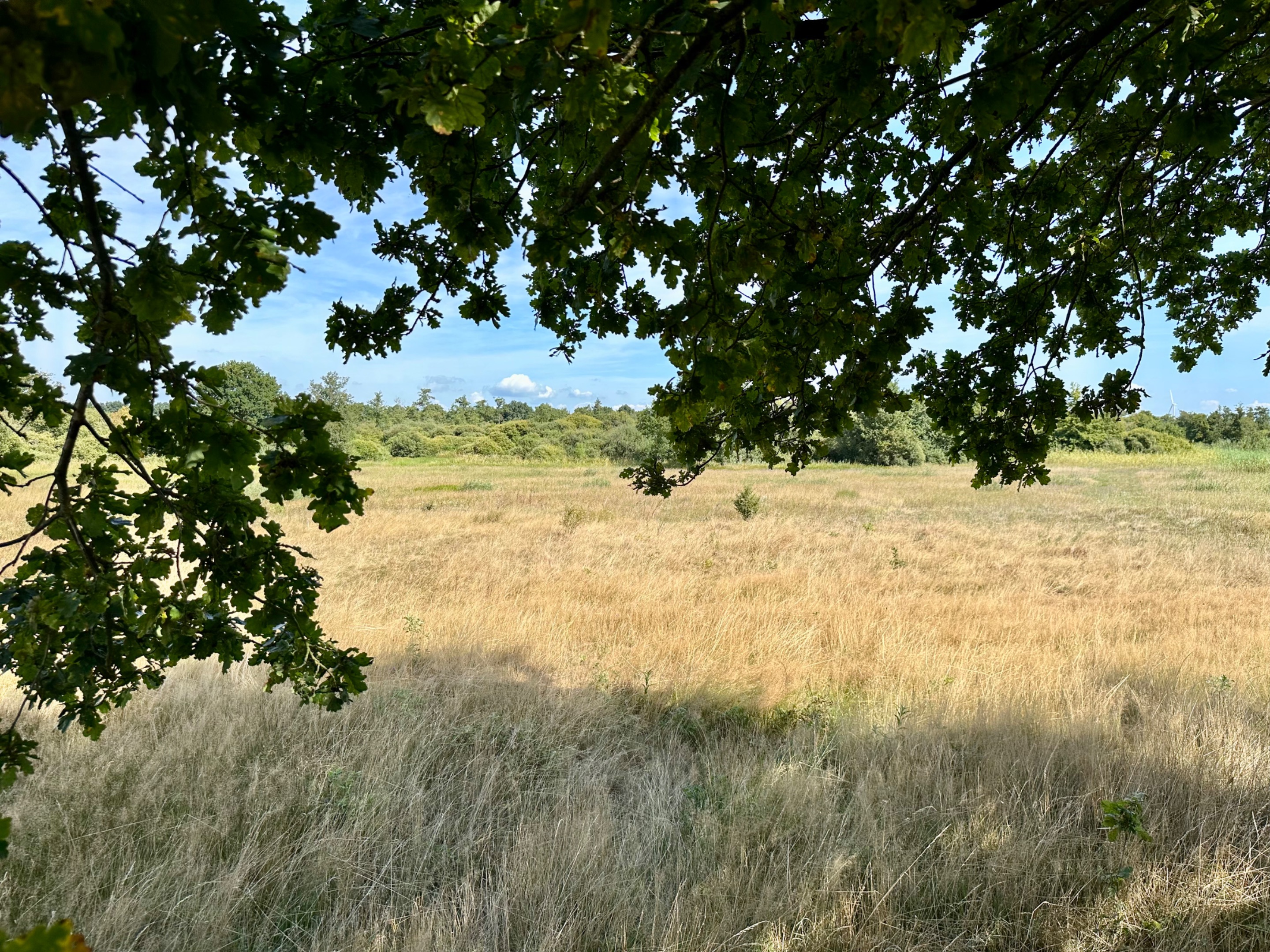 IMG_2749.jpeg