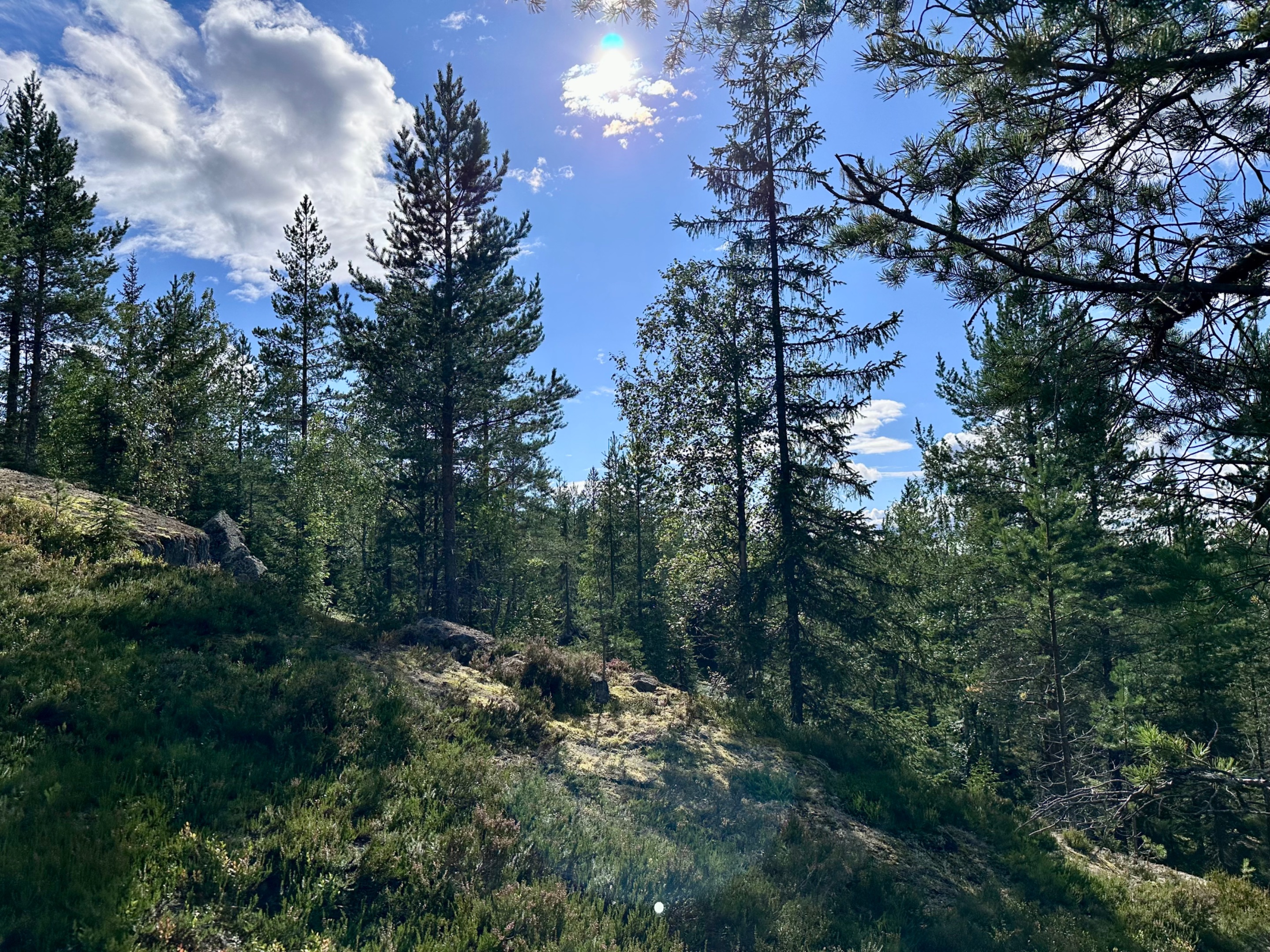 Tavelsjö