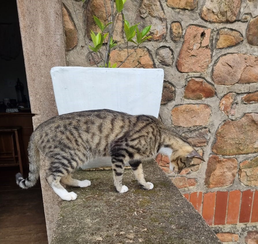 kitten.jpg